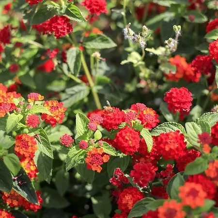 Oda ve Kahvaltı Terra Dei Sogni