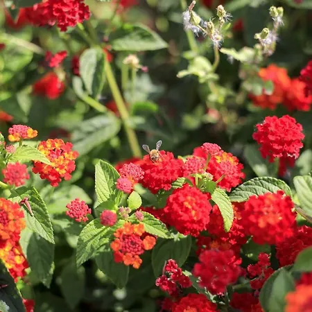 Terra Dei Sogni 4* Torre Lapillo